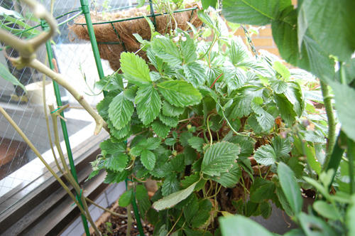 ベランダ菜園 ワイルドストロベリー