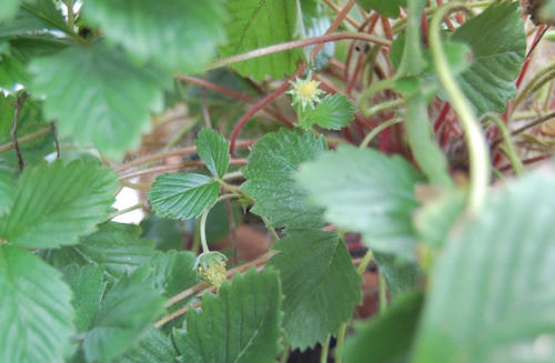 ベランダ菜園 ワイルドストロベリー