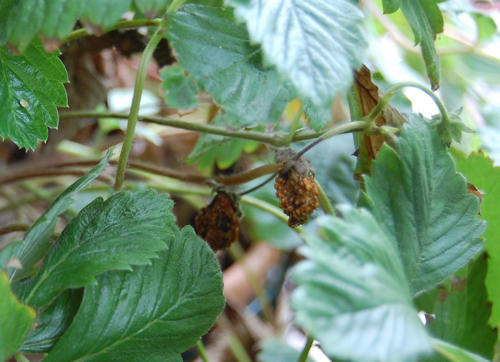 ベランダ菜園 ワイルドストロベリー