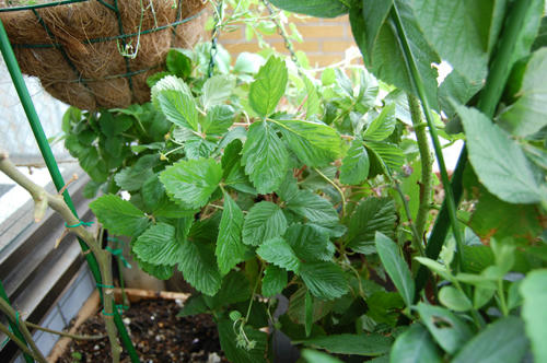 ベランダ菜園 ワイルドストロベリー