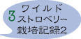 ワイルドストロベリー3