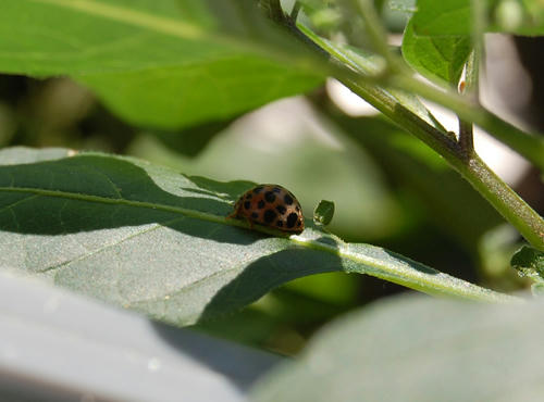  ベランダ菜園 