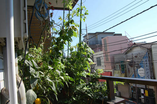  ベランダ菜園 