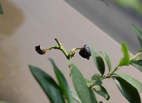 ベランダ菜園 ブルーベリー