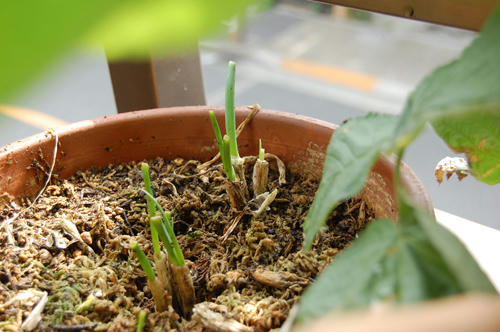 ベランダ菜園 ネギ