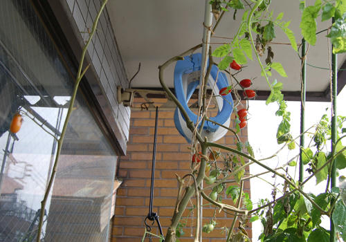 ベランダ菜園 ミニトマト 