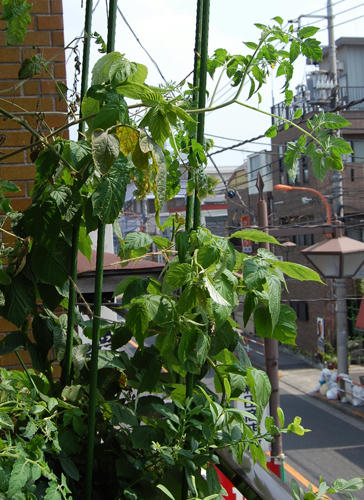 ベランダ菜園 ラズベリー