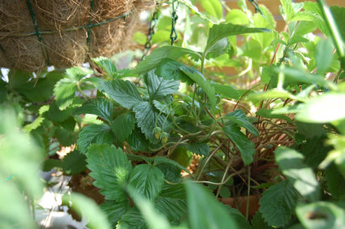 ベランダ菜園 ワイルドストロベリー