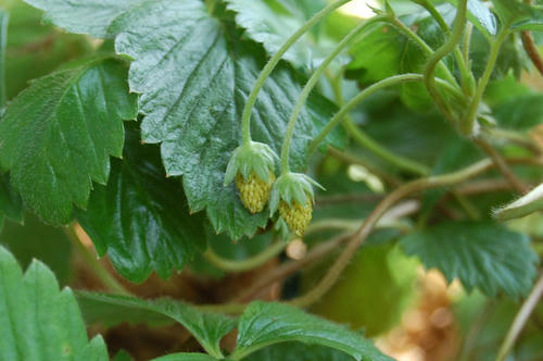 ベランダ菜園 ワイルドストロベリー