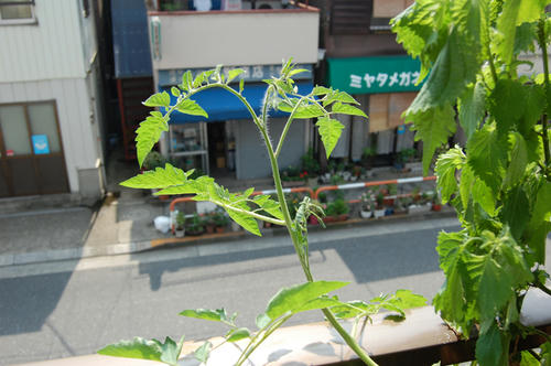 ベランダ菜園 ミニトマト