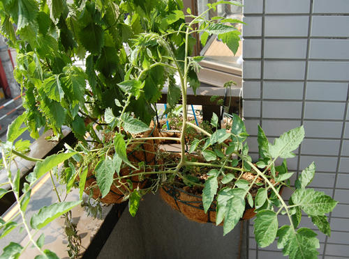 ベランダ菜園 ミニトマト