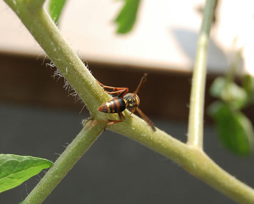 ベランダ菜園 ミニトマト