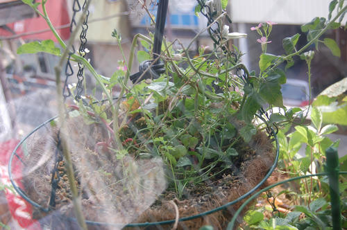 ベランダ菜園 