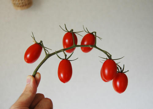 ベランダ菜園 ミニトマト