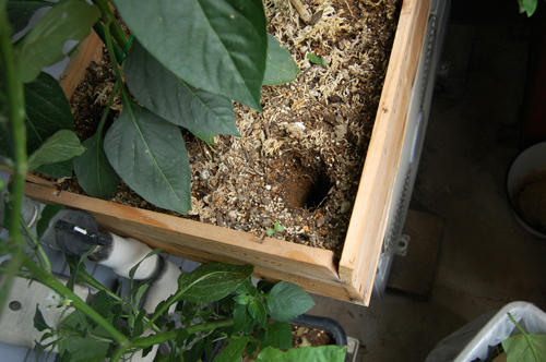 ベランダ菜園 
