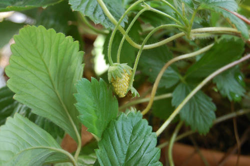 ベランダ菜園 
