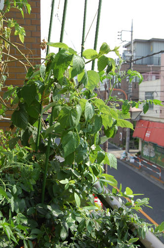 ベランダ菜園 