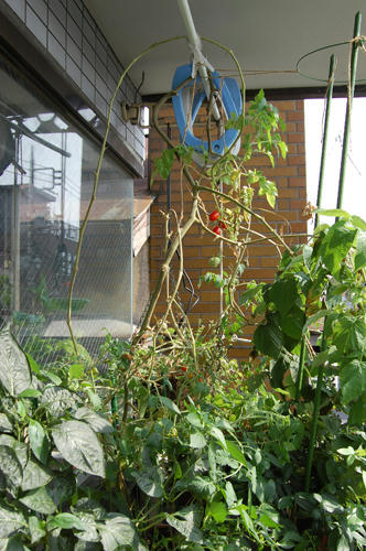 ベランダ菜園 