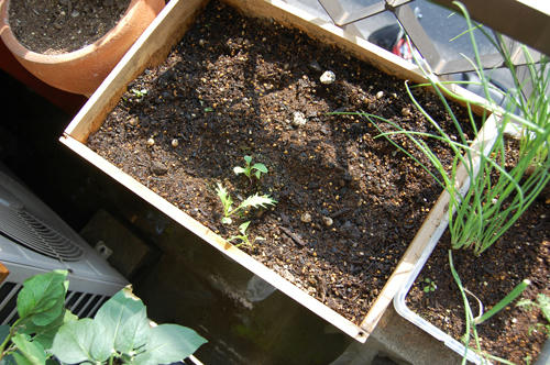 ベランダ菜園 