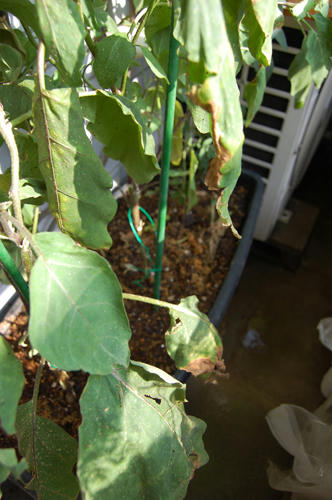 ベランダ菜園 