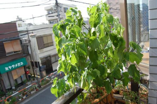 ベランダ菜園 