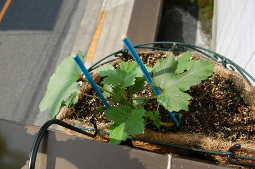 ベランダ菜園 