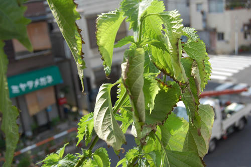 ベランダ菜園 