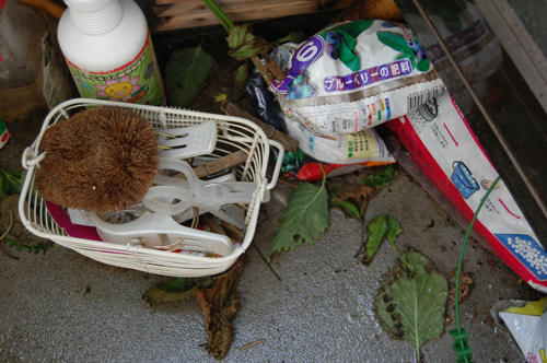 ベランダ菜園 