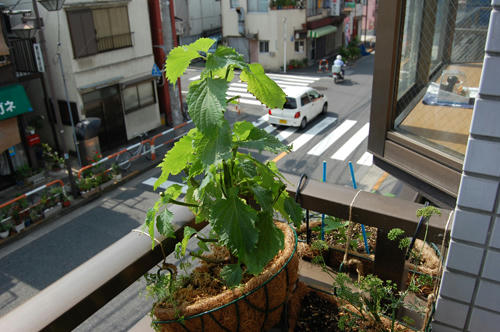 ベランダ菜園 