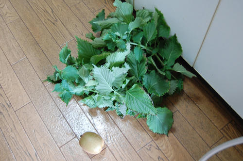 ベランダ菜園 