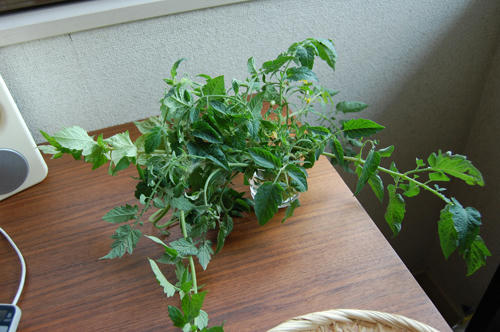 ベランダ菜園 