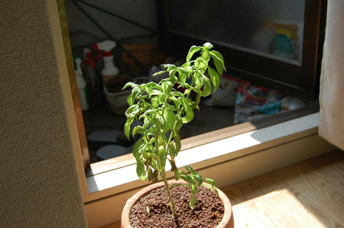 ベランダ菜園 