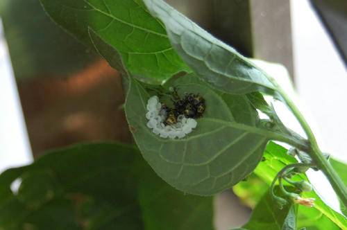ベランダ菜園 