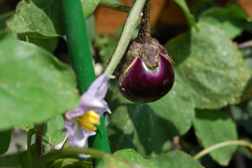 ベランダ菜園 
