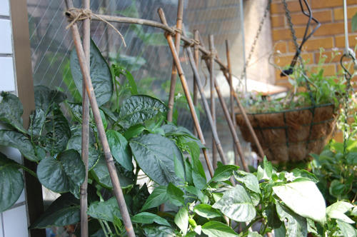 ベランダ菜園 