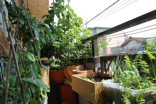 ベランダ菜園 