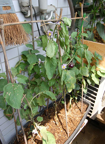 ベランダ菜園 