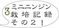 ミニニンジン3