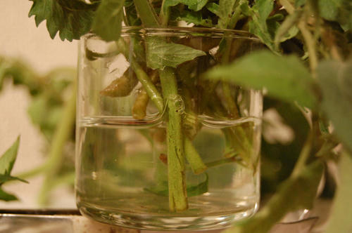 ベランダ菜園 