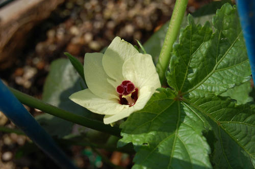 ベランダ菜園 