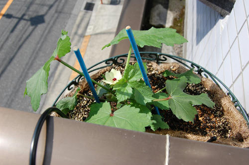 ベランダ菜園 