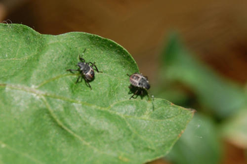 ベランダ菜園 