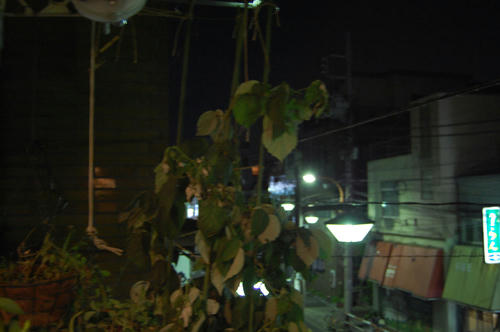 ベランダ菜園 