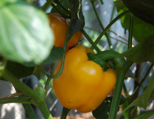 ベランダ菜園 