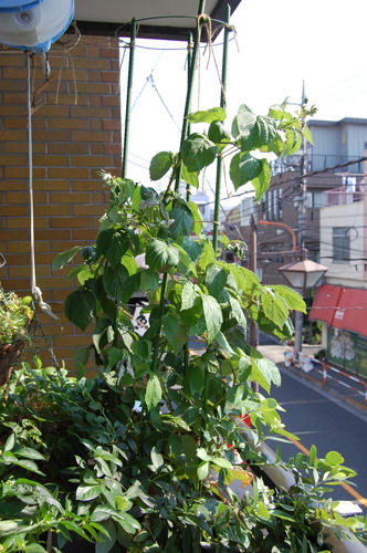 ベランダ菜園 