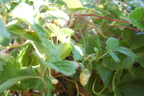 ベランダ菜園 