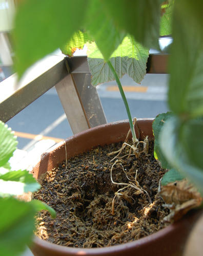 ベランダ菜園 