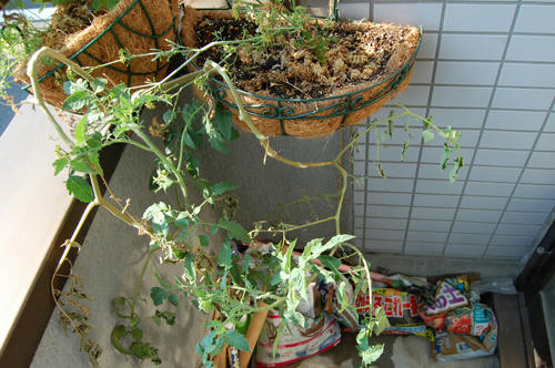 ベランダ菜園 
