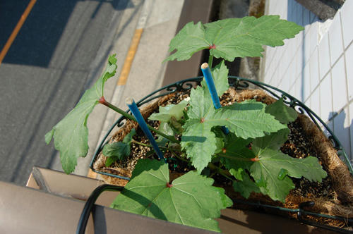 ベランダ菜園 