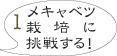 ベランダ菜園 キャベツ1